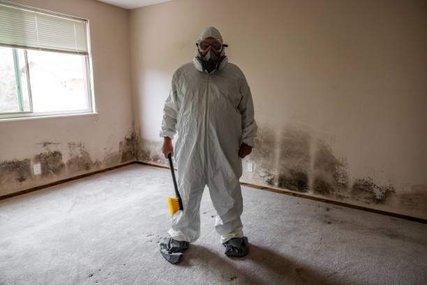 Professional Mold Removal in Robertsdale, AL